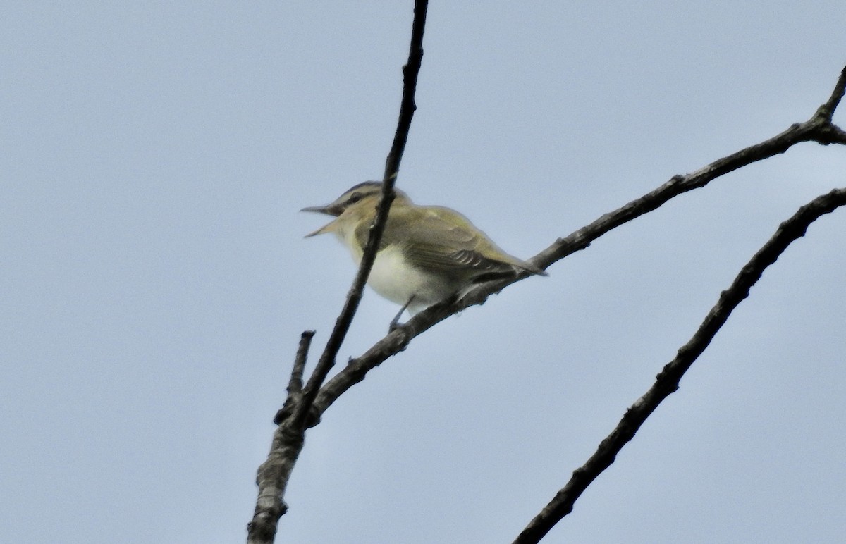 Red-eyed Vireo - ML618669077