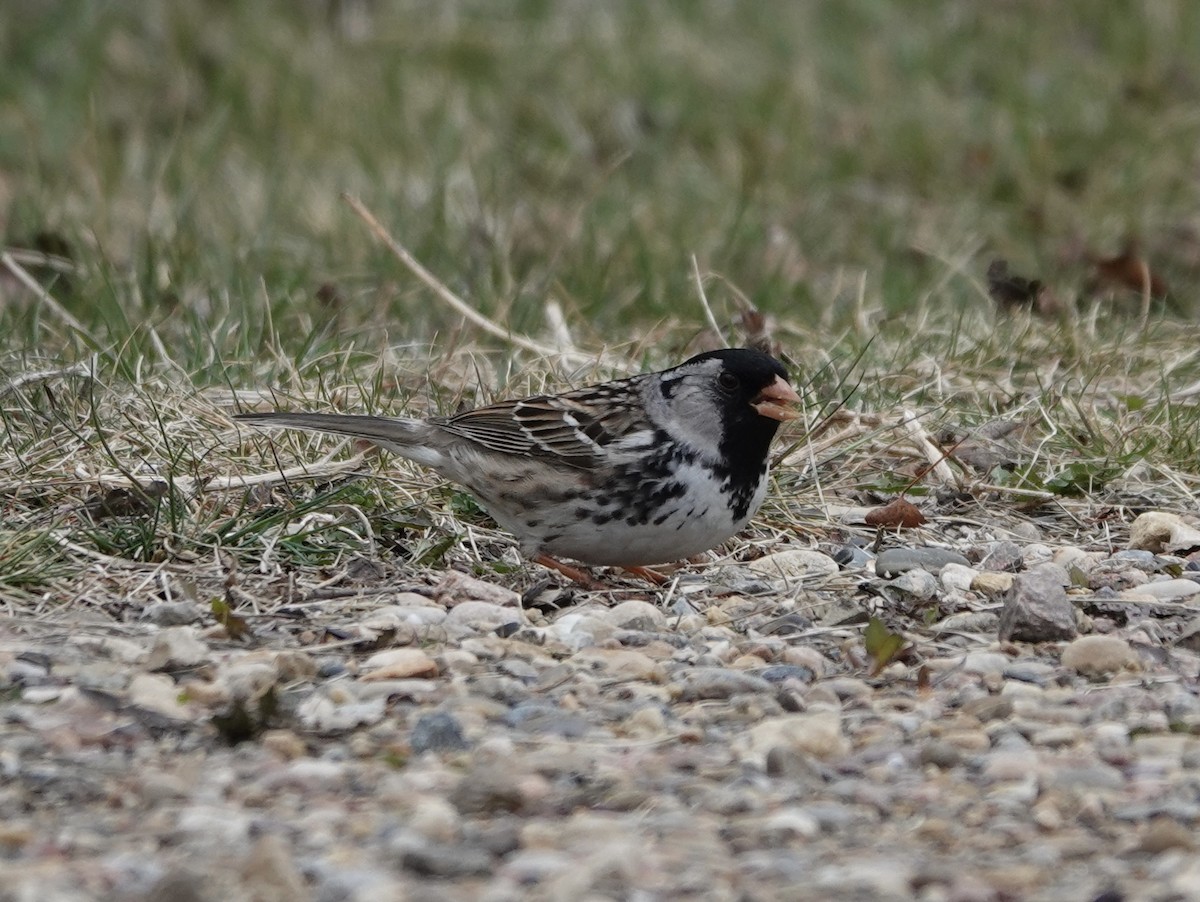 Harris's Sparrow - Toby-Anne Reimer