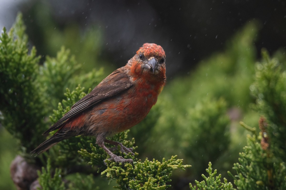 Red Crossbill - Cedrik von Briel