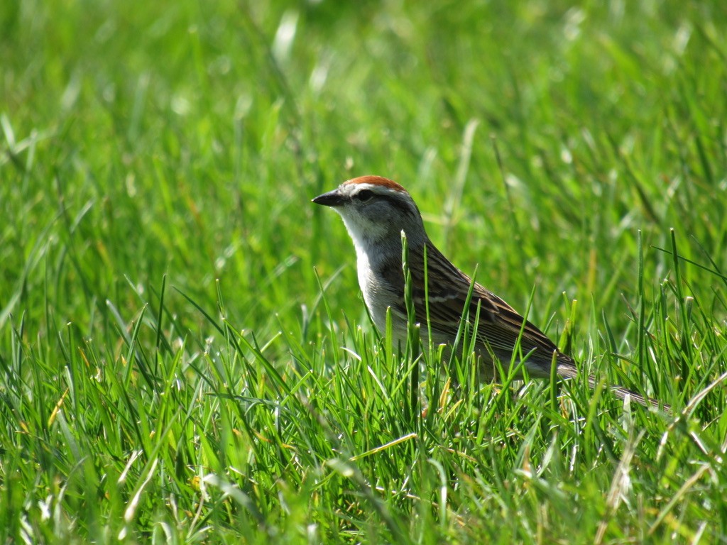 Chipping Sparrow - ML618669127