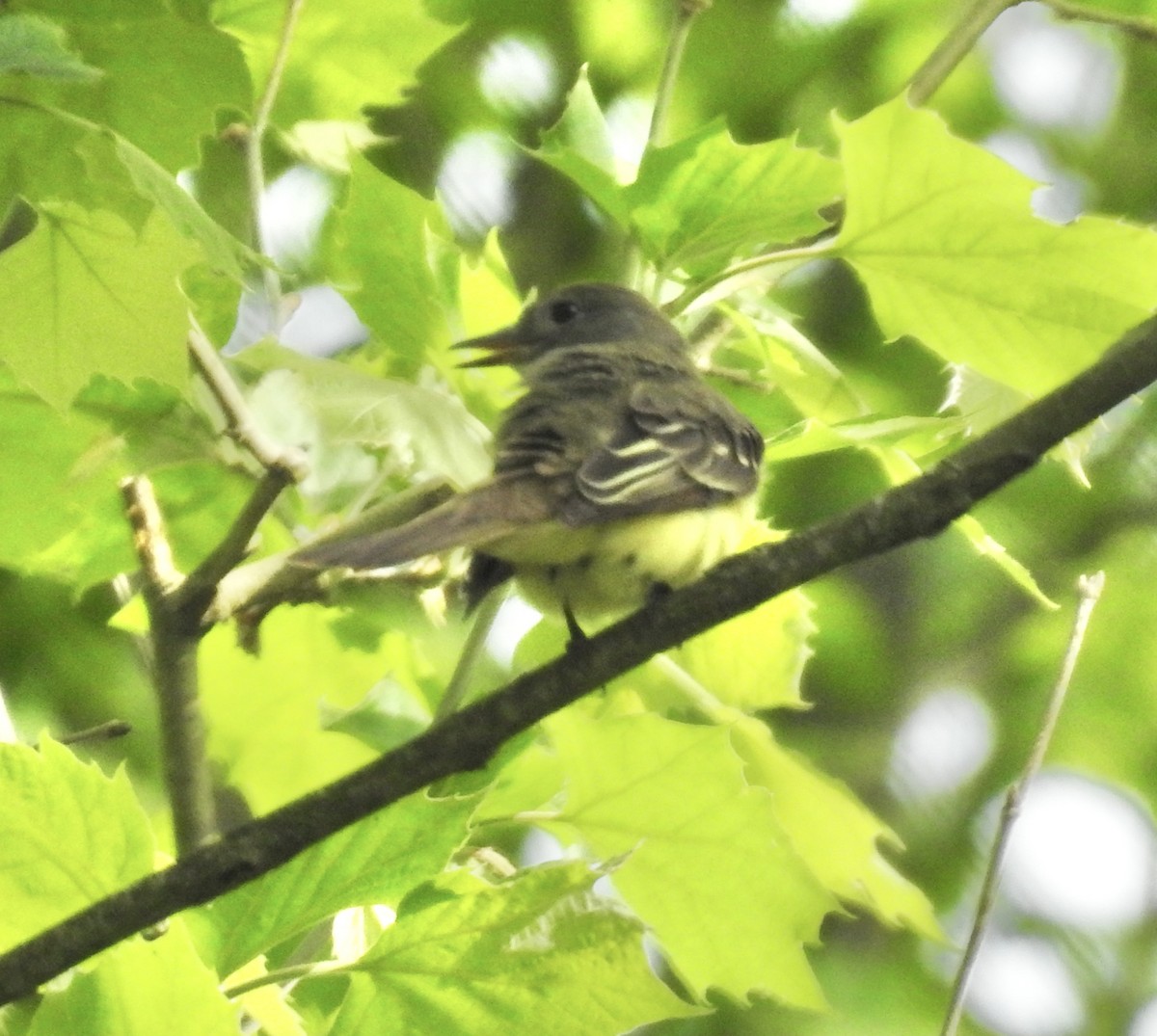 Great Crested Flycatcher - ML618669148