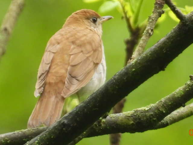 Veery - ML618669170