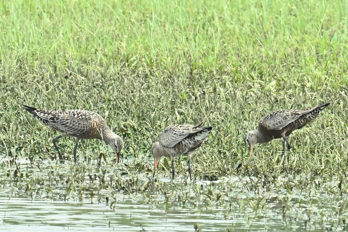 Hudsonian Godwit - Gary Yoder