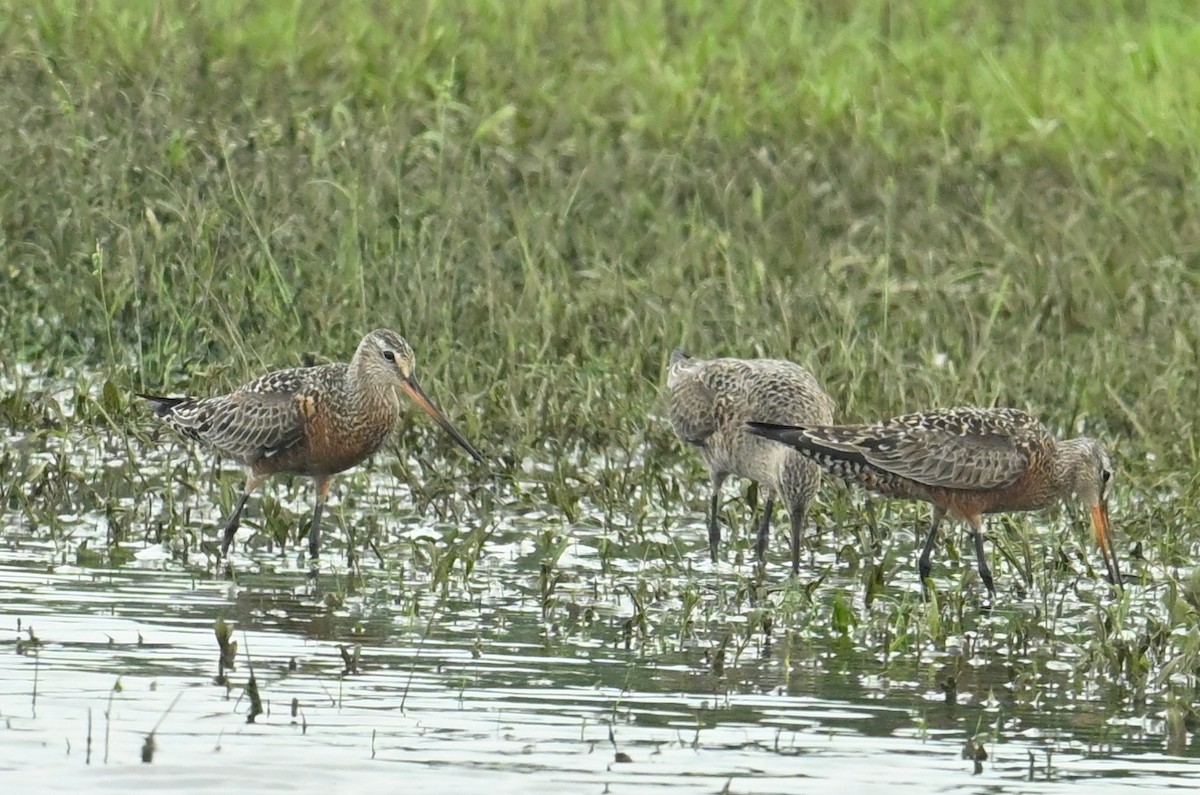 Hudsonian Godwit - Gary Yoder