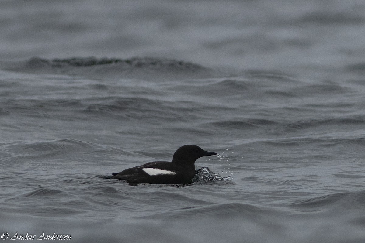 Black Guillemot - ML618669221