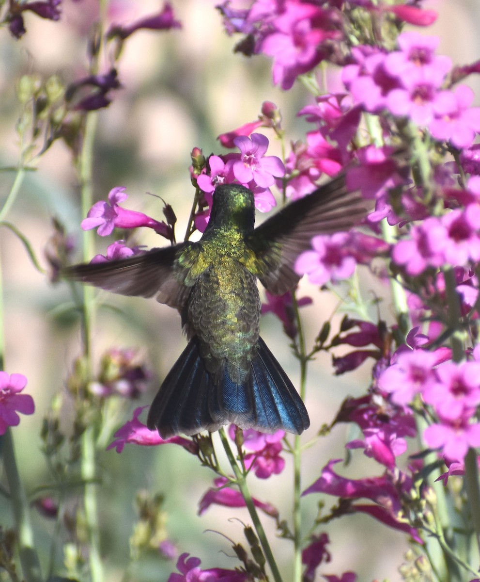 Broad-billed Hummingbird - jeanine apgar