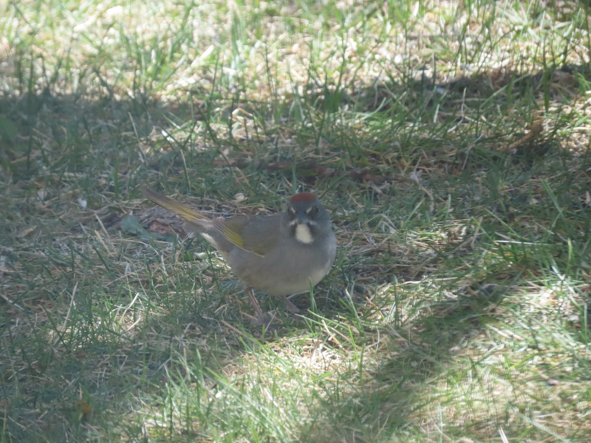 Green-tailed Towhee - ML618669226