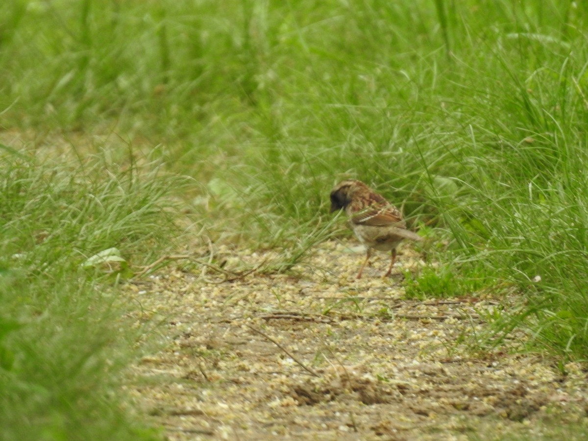 White-throated Sparrow - ML618669229