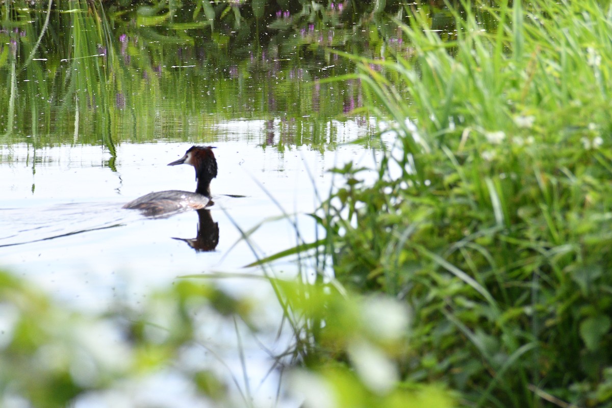 Great Crested Grebe - ML618669238