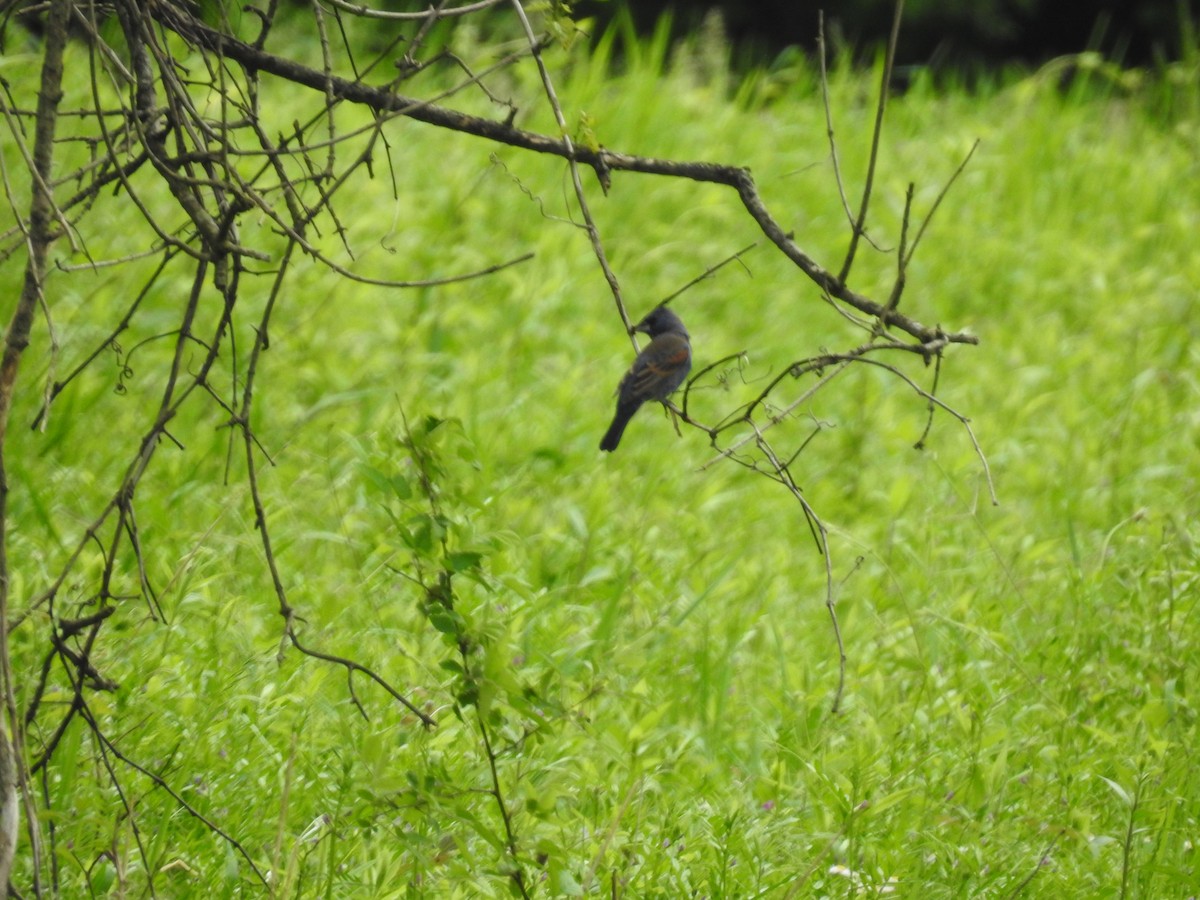 Blue Grosbeak - ML618669240