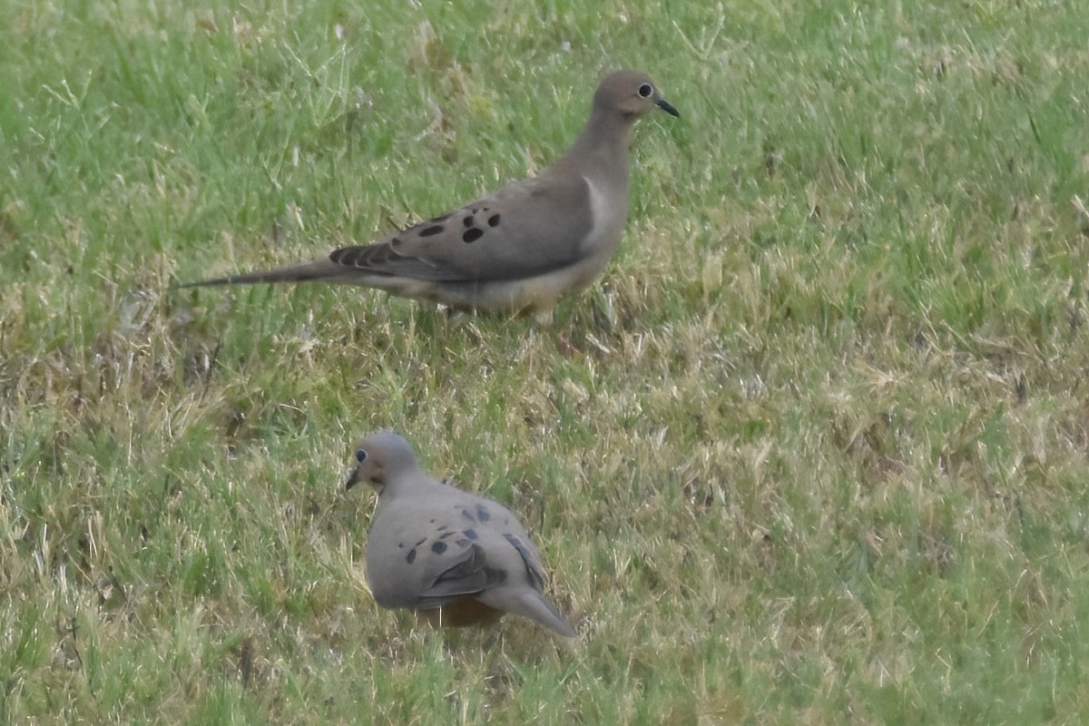 Mourning Dove - Derek Hudgins