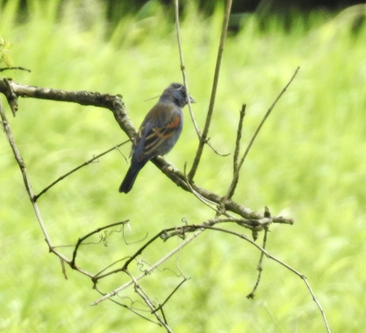 Blue Grosbeak - ML618669262