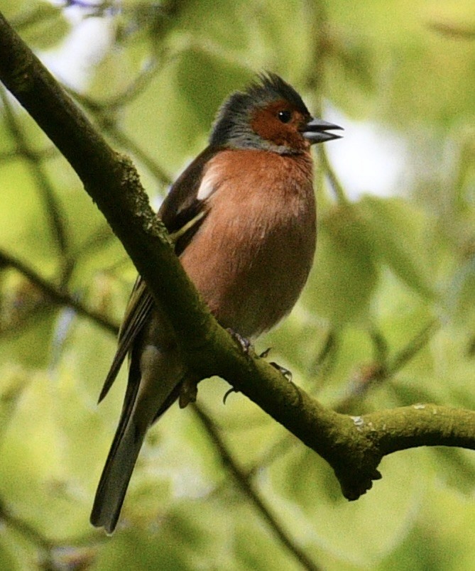 Common Chaffinch - ML618669272