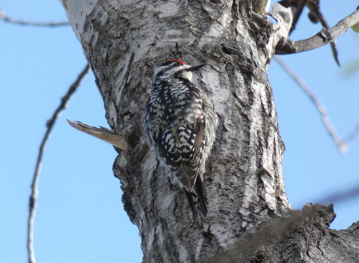 Yellow-bellied Sapsucker - ML618669286