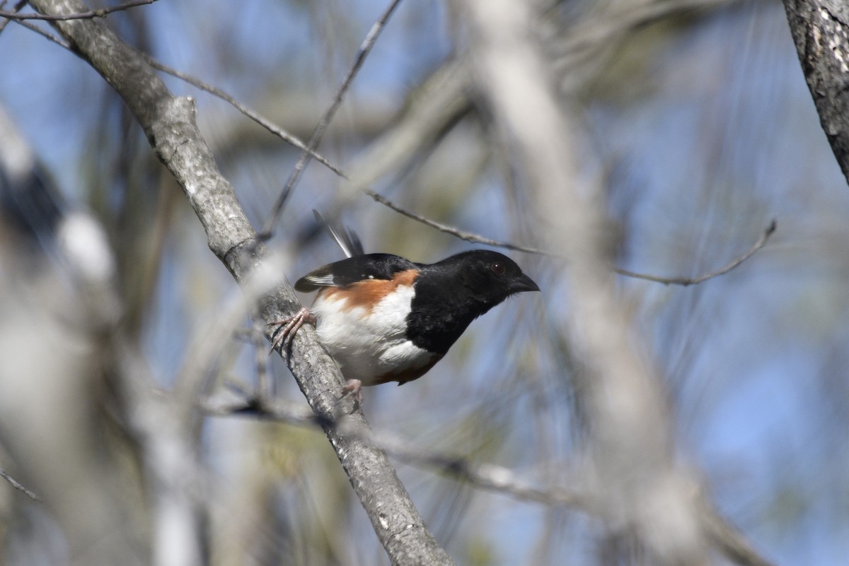 Eastern Towhee - ML618669308