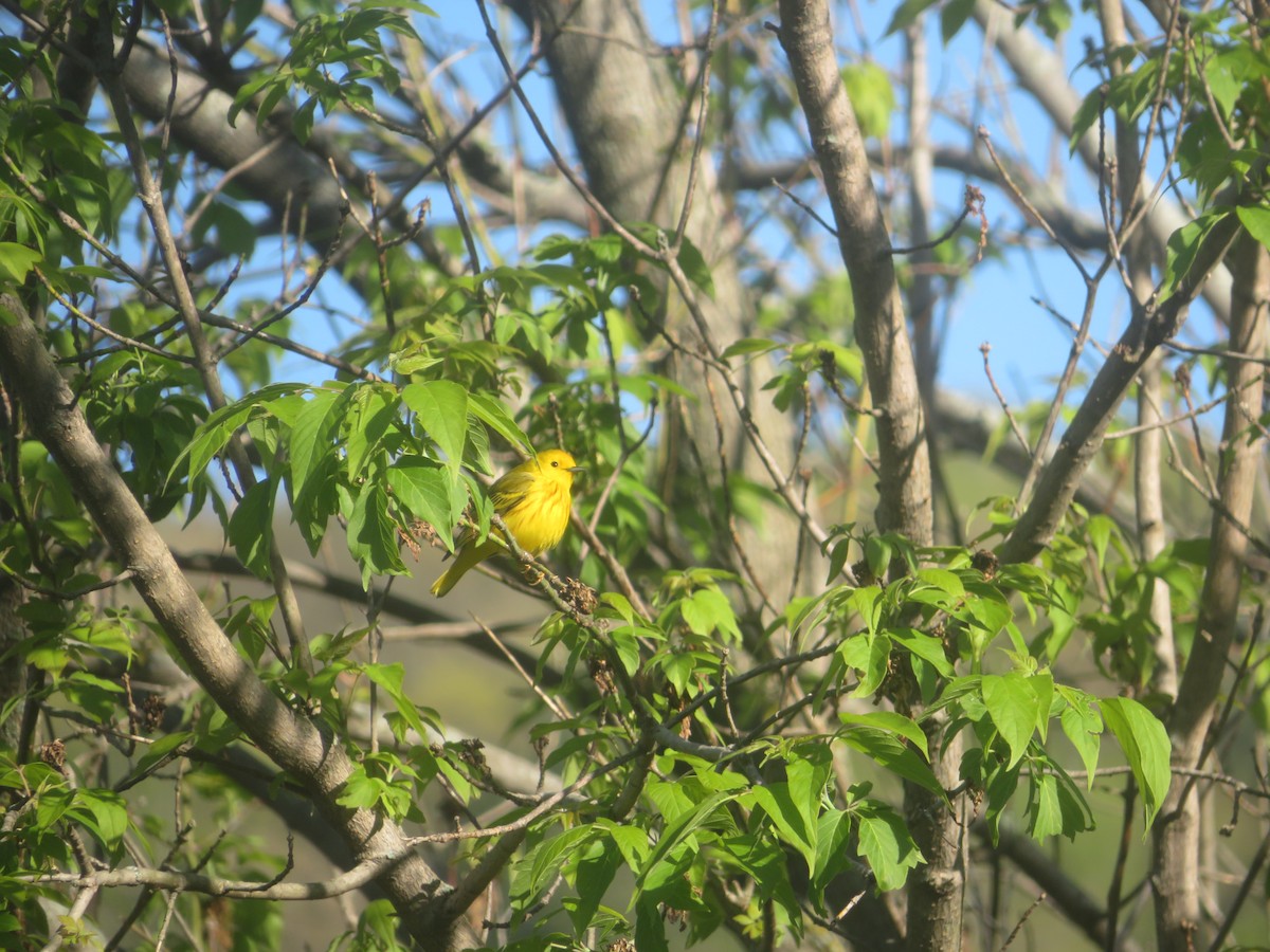 Yellow Warbler - ML618669325