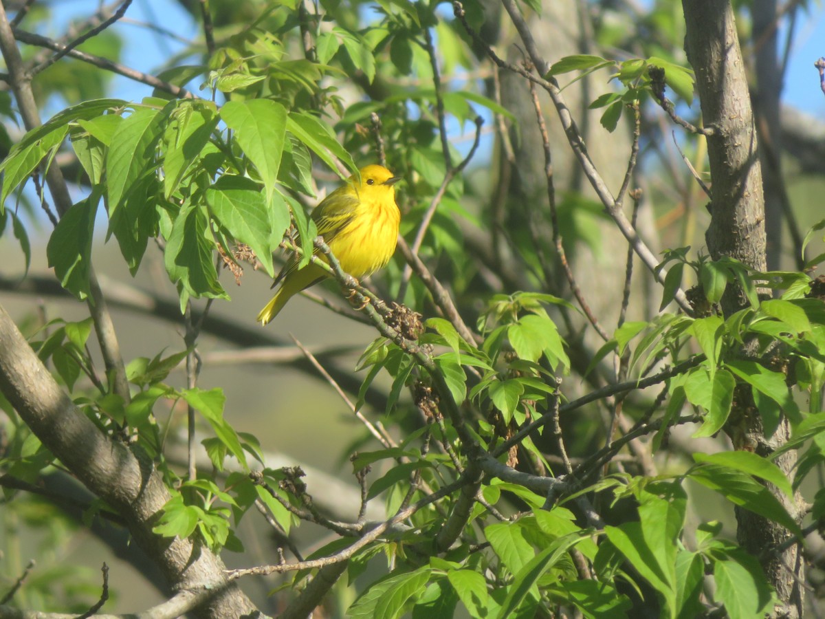 Yellow Warbler - ML618669326