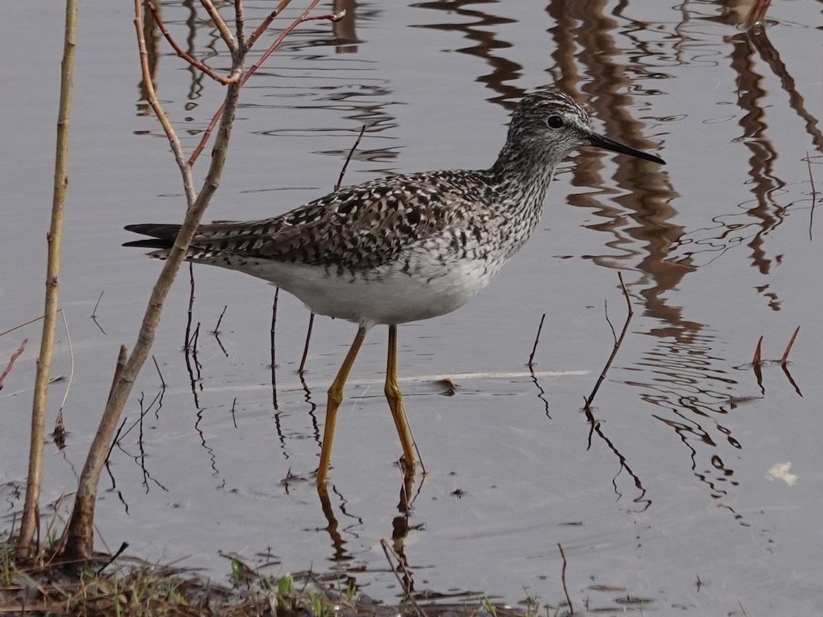 Lesser Yellowlegs - Toby-Anne Reimer