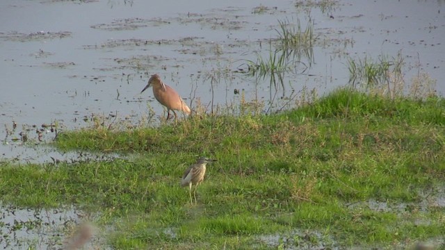 Squacco Heron - ML618669355