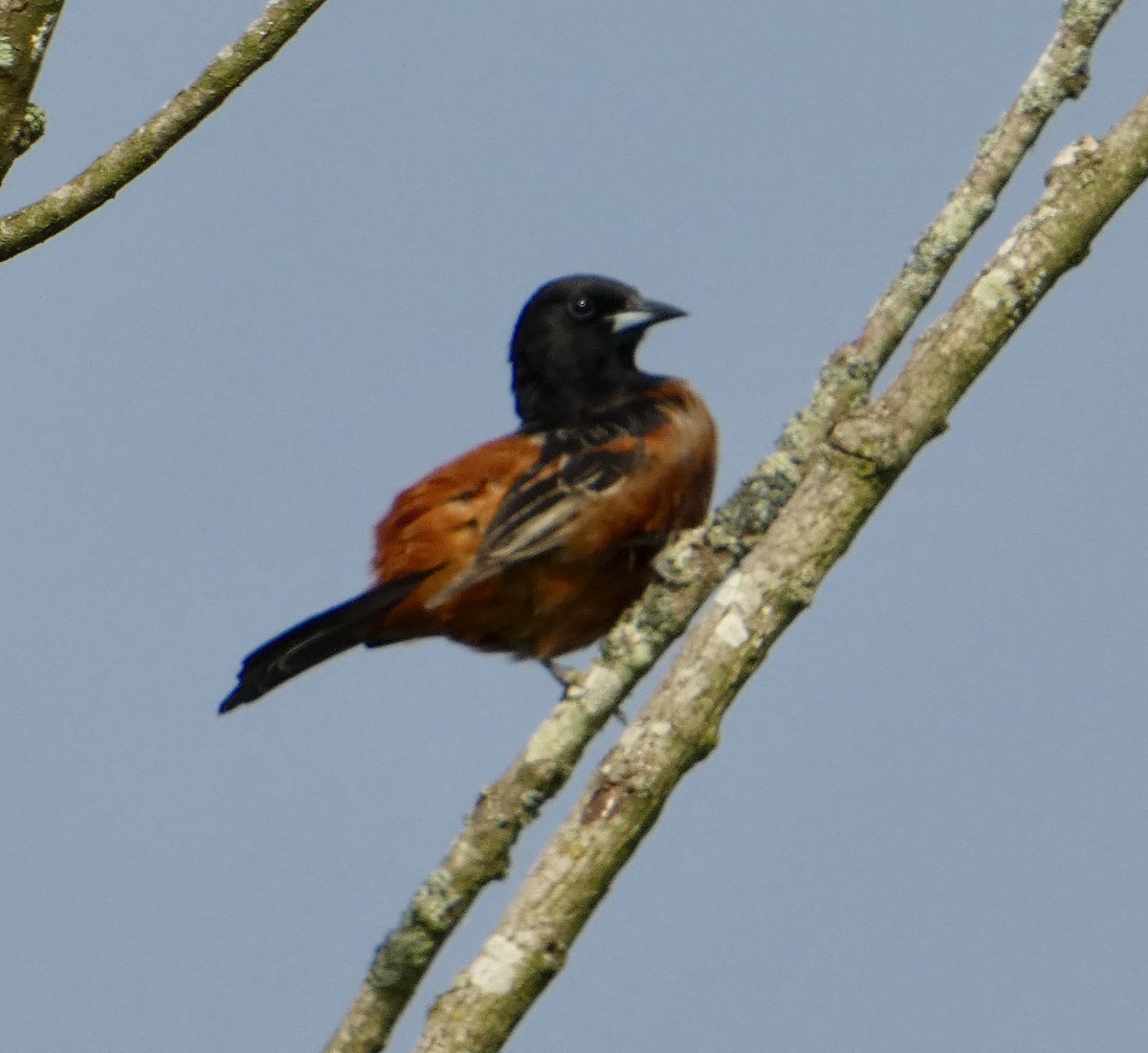 Orchard Oriole - ML618669361