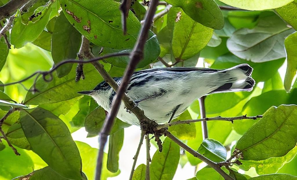 Cerulean Warbler - Calvin Lee