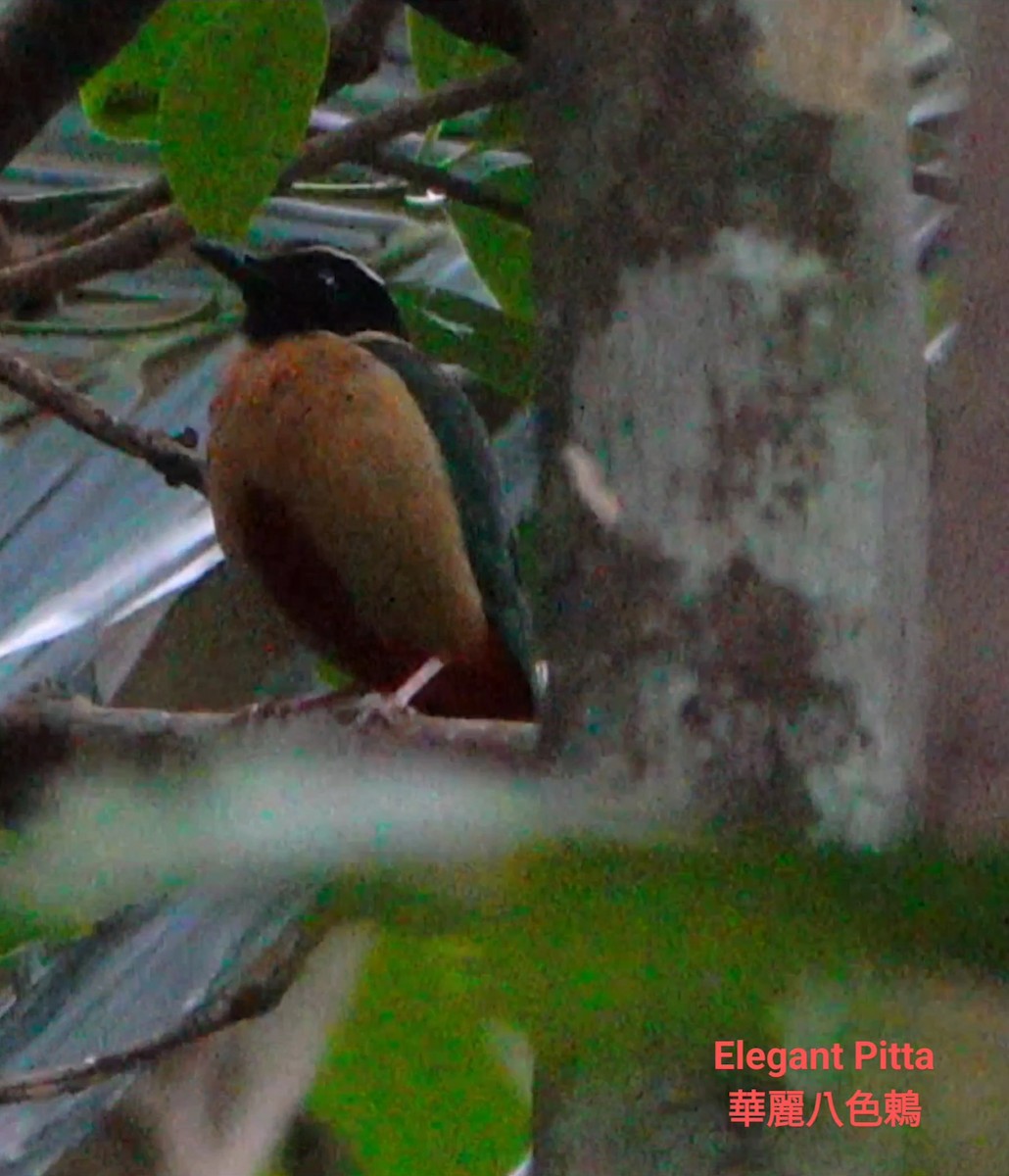 Elegant Pitta - Anonymous