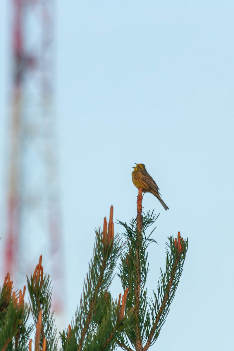 Yellowhammer - ML618669419