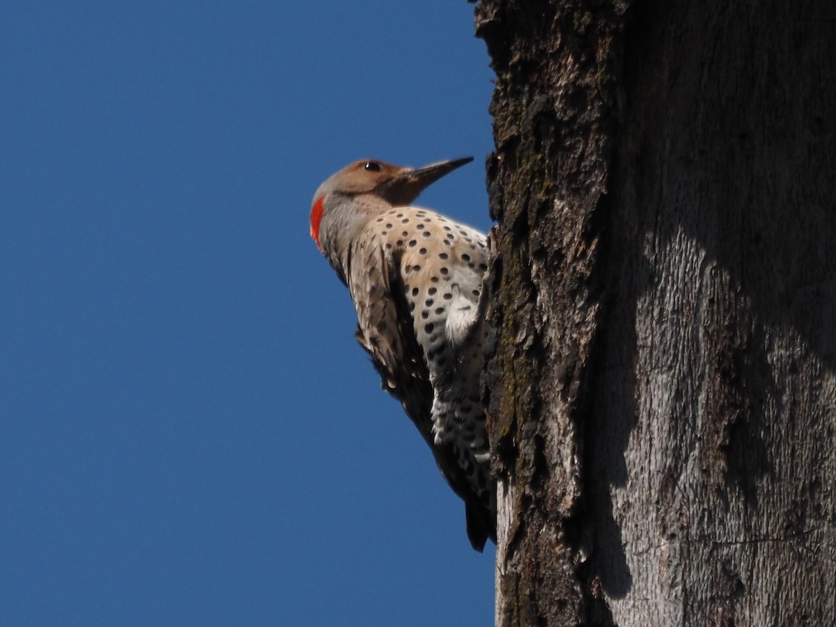 Northern Flicker - Kirk LaGory