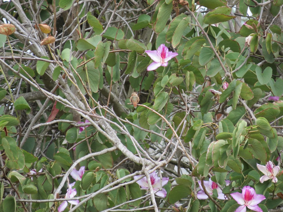 Rufous Hummingbird - ML618669437