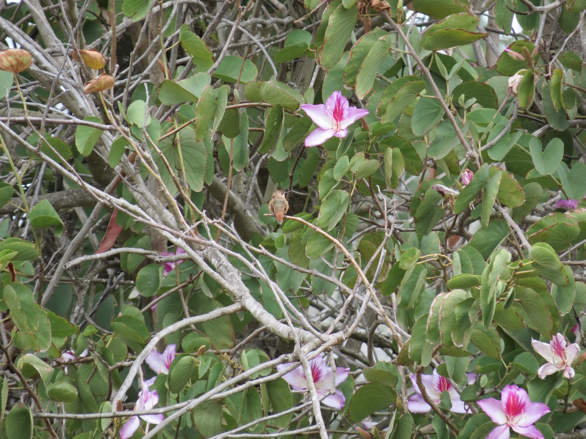 Rufous Hummingbird - Sam Holcomb