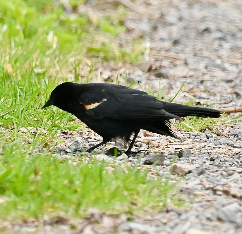 Red-winged Blackbird - Regis Fortin