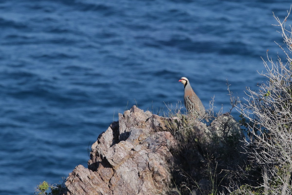 Chukar - ML618669541