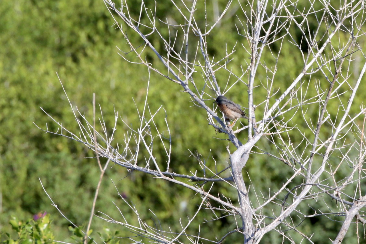 Eastern Subalpine Warbler - ML618669560