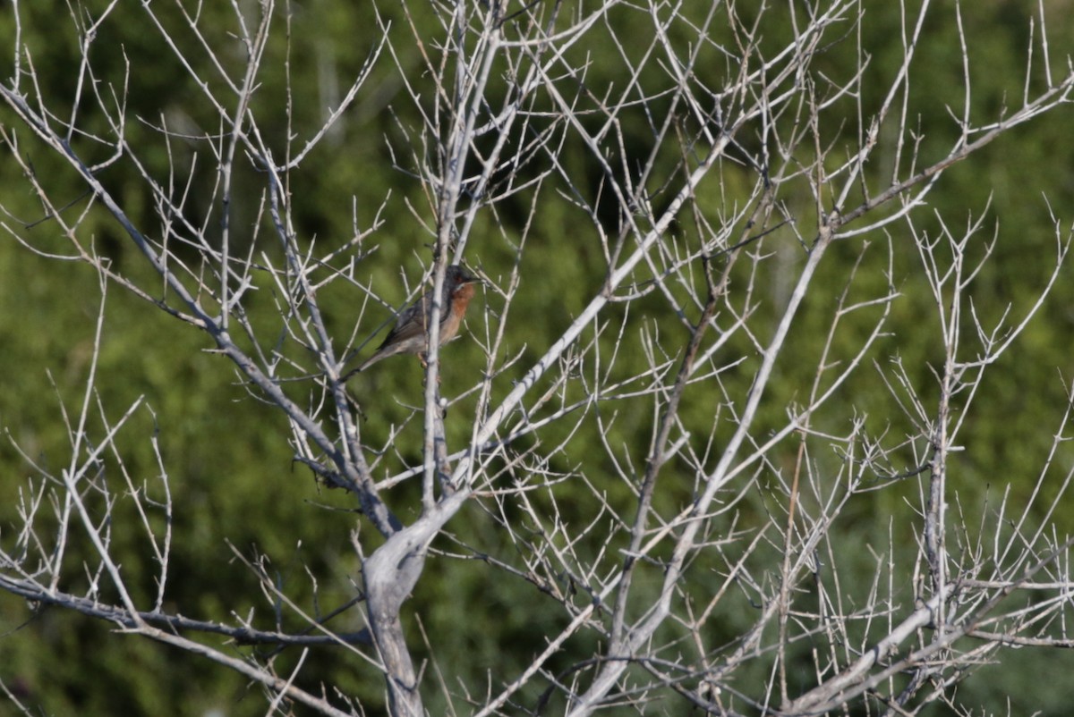 Eastern Subalpine Warbler - ML618669561
