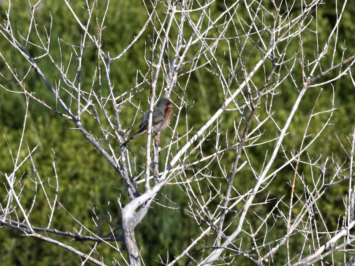 Txinbo papargorrizta mediterraneoa - ML618669562