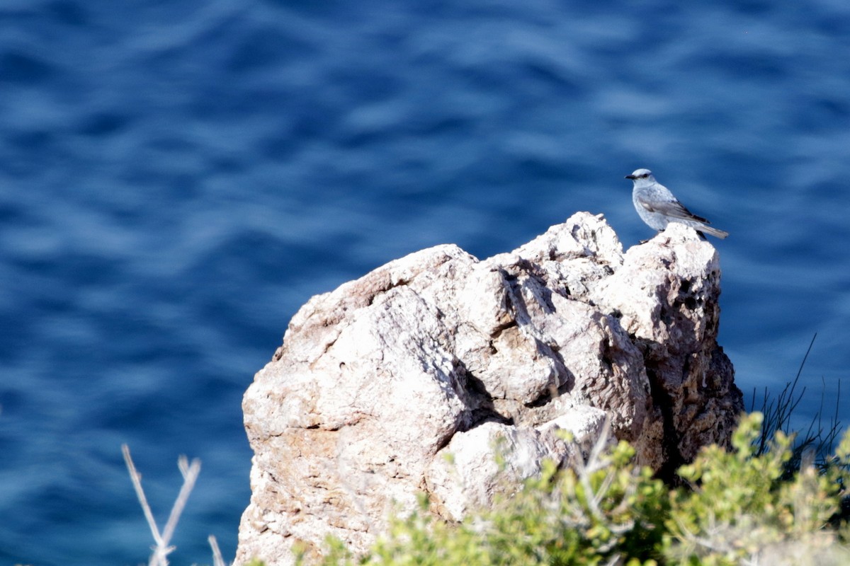 Blue Rock-Thrush - ML618669580