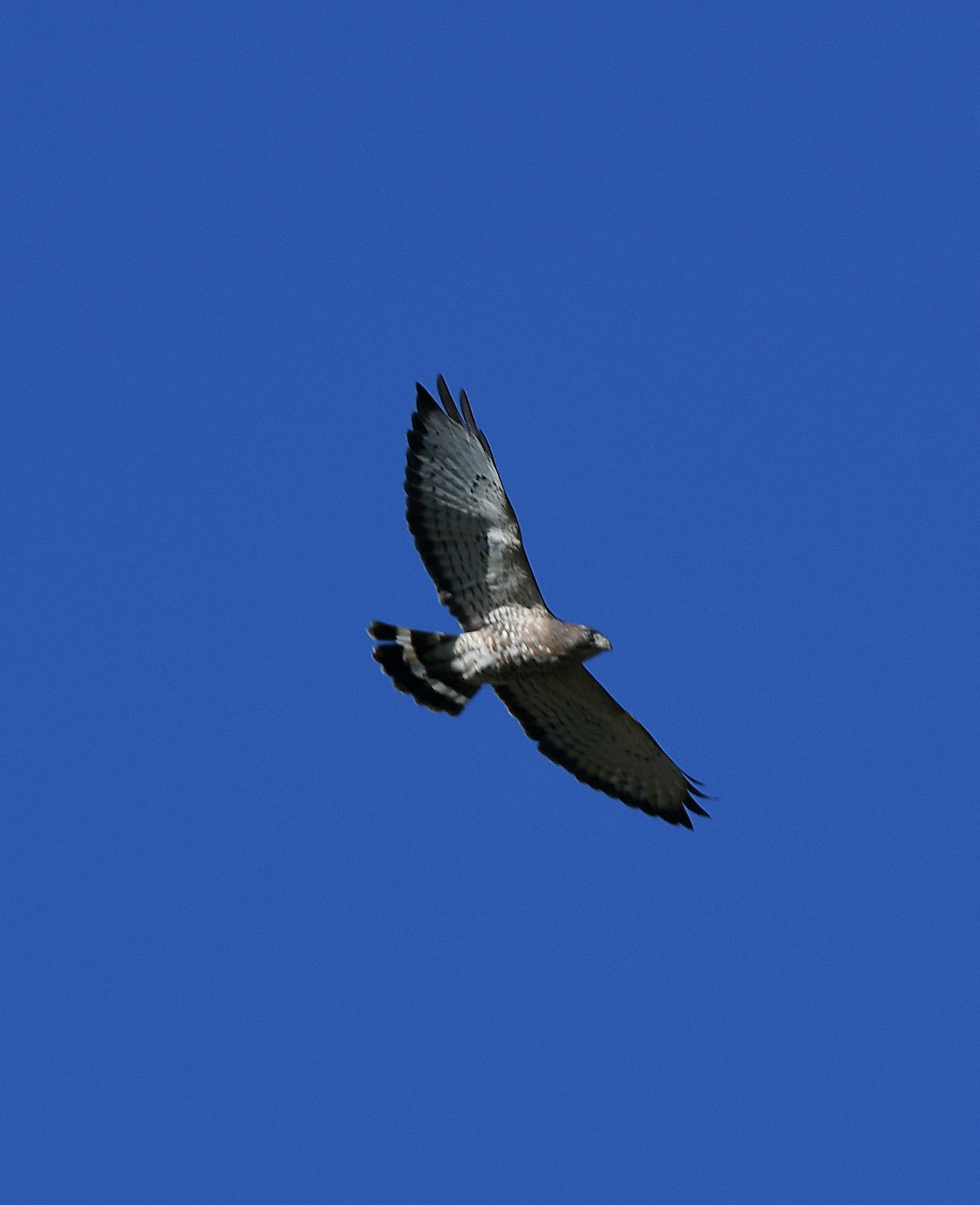 Broad-winged Hawk - Sean Hatch