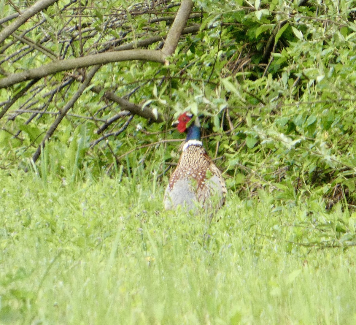 Ring-necked Pheasant - David Moulton
