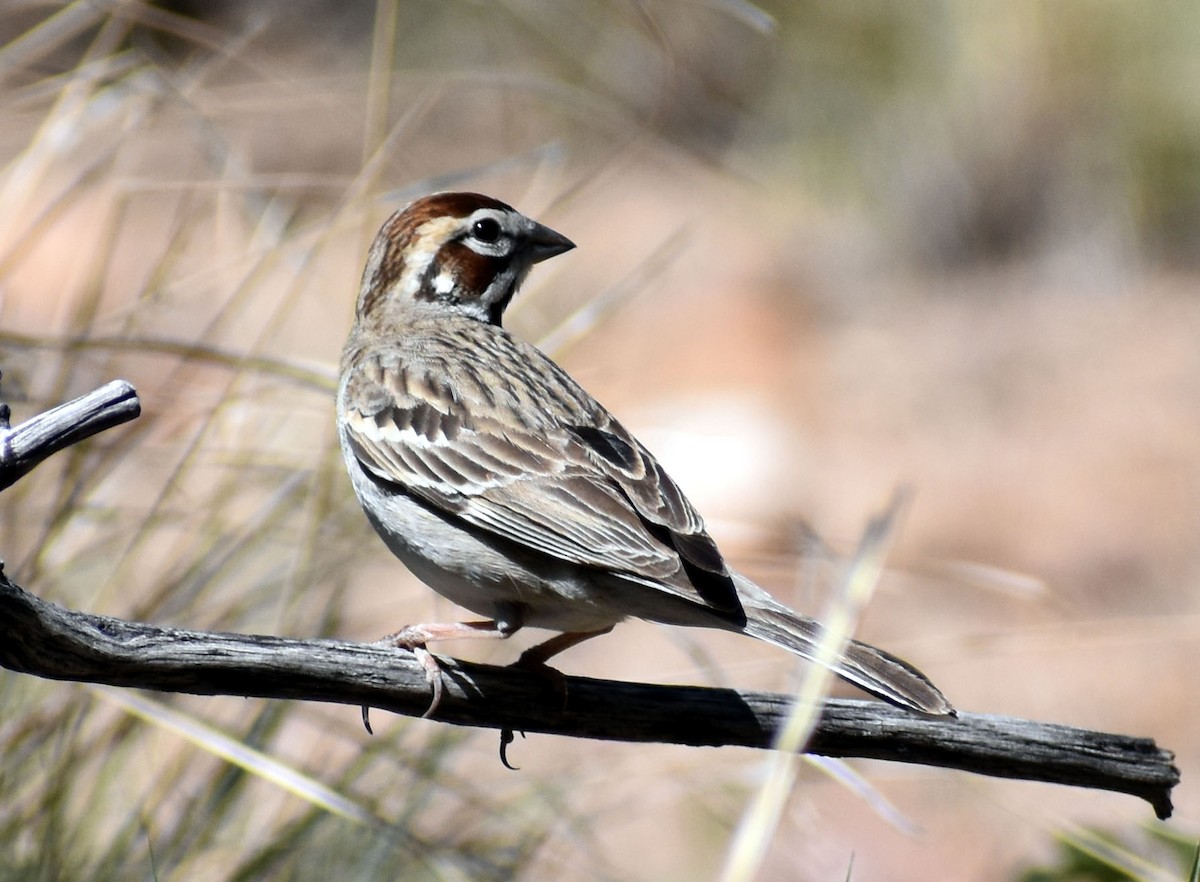 Lark Sparrow - jeanine apgar