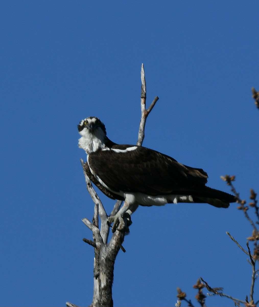 Águila Pescadora - ML618669619