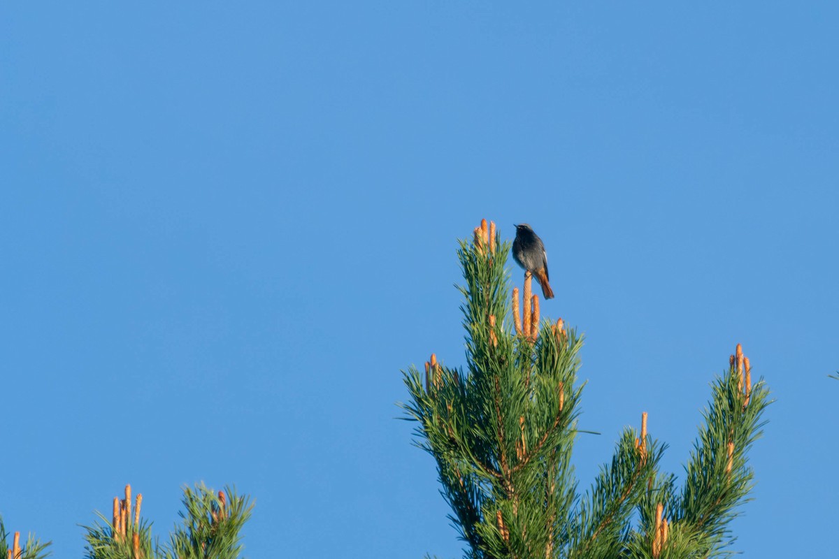 Black Redstart - ML618669622