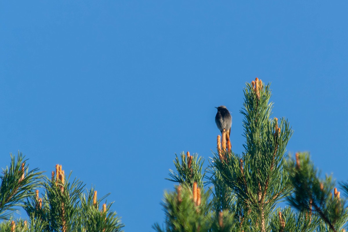 Black Redstart - ML618669623