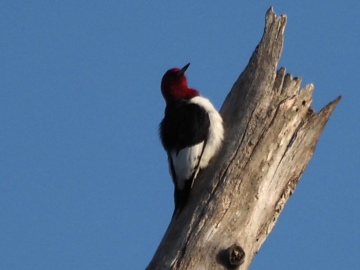 Red-headed Woodpecker - Kirk LaGory