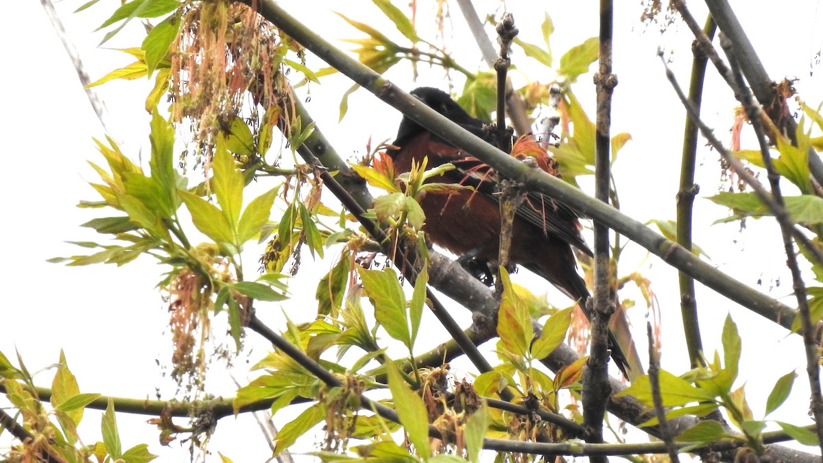 Orchard Oriole - Rob Speirs