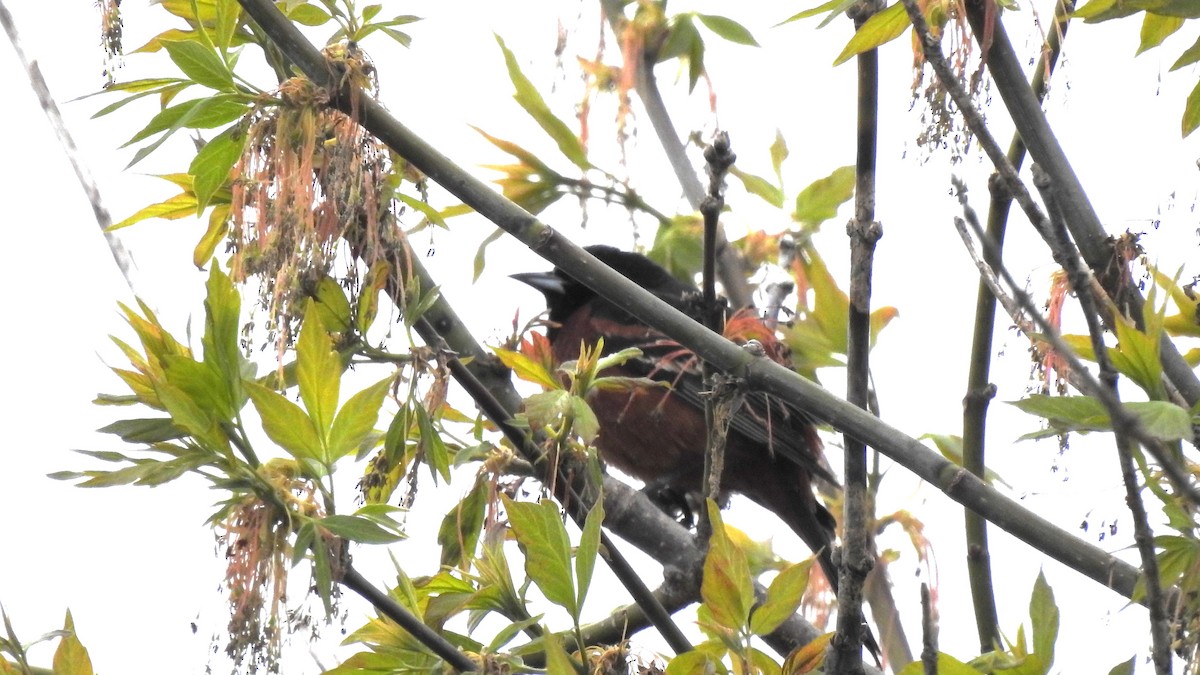 Orchard Oriole - Rob Speirs