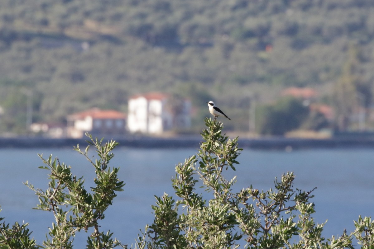 Eastern Black-eared Wheatear - ML618669643