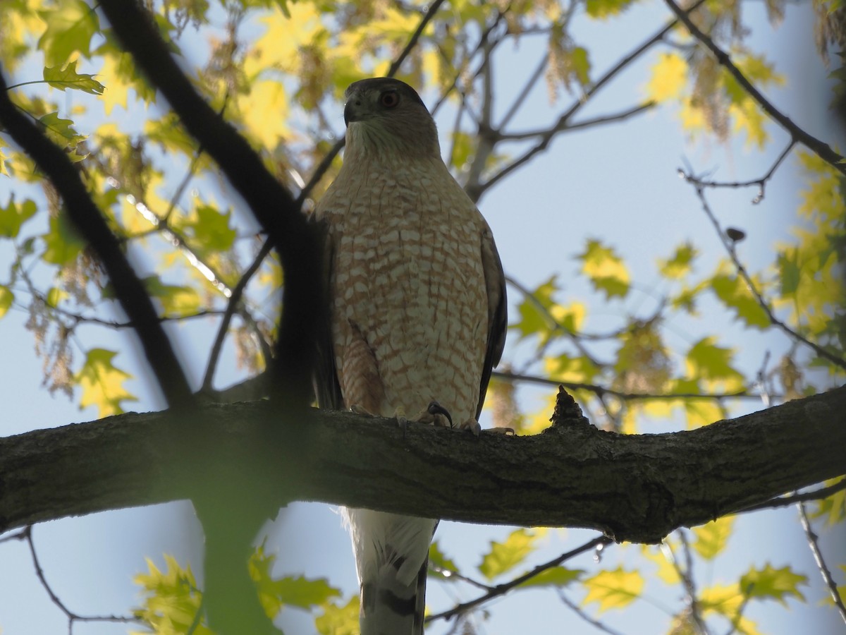 Cooper's Hawk - ML618669657