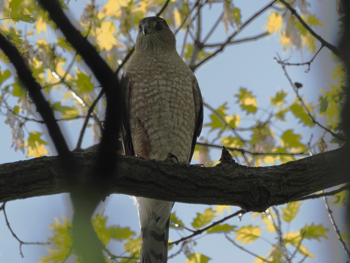 Cooper's Hawk - Kirk LaGory