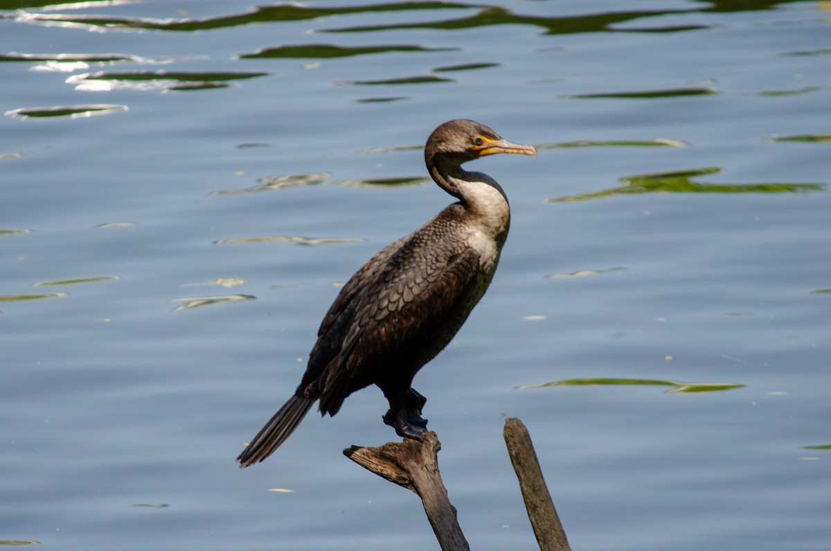 Double-crested Cormorant - ML618669669