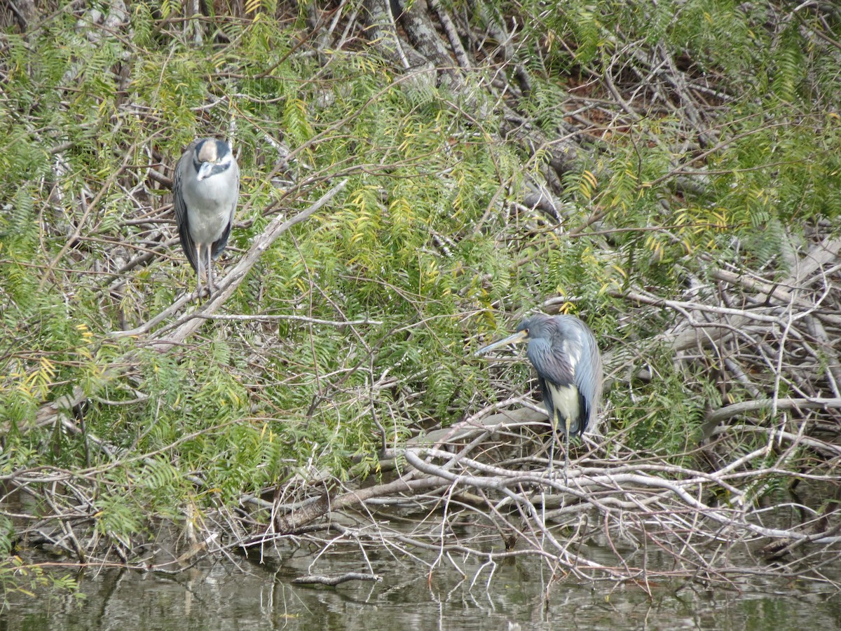 Tricolored Heron - ML618669682